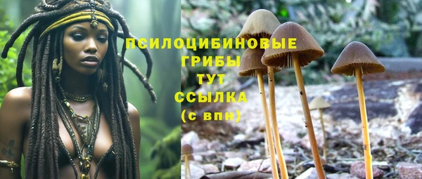 ПСИЛОЦИБИНОВЫЕ ГРИБЫ Горно-Алтайск